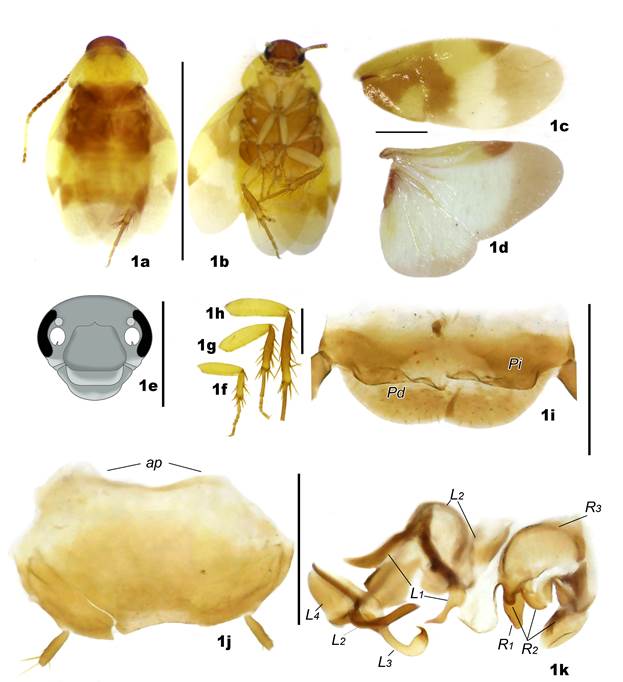 Holocompsa palaciosi sp. n. Holotipo macho; (a) vista dorsal, (b) vista ventral, (c) tegmina, (d) ala, (e) rostro, (f) pata I, (g) pata II, (h) pata III, (i) l�mina supra-anal, (j) lamina sub-genital, (k) escleritos de los genitales del macho. Barra de escala: a, b= 5 mm; c-k= 1 mm.