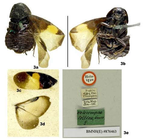 Holocompsa tolteca Saussure & Zehntner, 1893. Holotipo hembra (BMNH); (a) vista dorsal, (b) vista ventral, (c) tegmina, (d) ala, (e) etiquetas. Barra de escala: a, b= 5 mm.