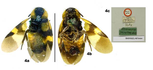 Holocompsa zapoteca Saussure & Zehntner. 1893. Holotipo macho (BMNH); (a) vista dorsal, (b) vista ventral, (c) etiquetas. Barra de escala: a, b= 5 mm.