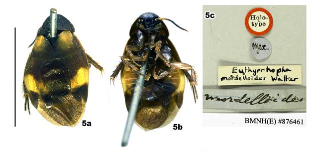 Holocompsa azteca Saussure, 1862. Holotipo hembra Euthyrrapha mordelloides Walker, 1868 (BMNH) Orizaba, M�xico; (a) vista dorsal, (b) vista ventral, (c) etiquetas. Barra de escala: a, b= 5 mm.