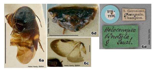 Holocompsa binotata Saussure & Zehntner, 1894. Holotipo hembra (BMNH), Fotos por Helen Hardy; (a) vista dorsal, (b) abdomen, vista dorsal, (c) ala, (d) etiquetas. Barra de escala: a= 5 mm; b= 2 mm; c= 1 mm.