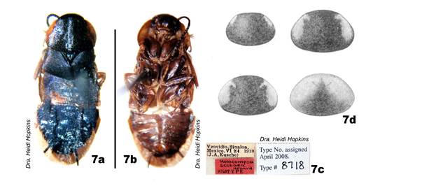 Holocompsa scotaea Hebard, 1922. (a-c) Holotipo macho (ANSP); (a) vista dorsal, (b) vista ventral, (c) etiquetas, (d) variaci�n de pronoto; retomado de Hebard, 1922. Barra de escala: a, b= 5 mm.