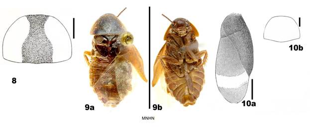 Holocompsa spp. (8) H. panamae Hebard, 1920, pronoto, retomado de Hebard, 1920. Barra de escala=1mm. (9a-b). H. nitidula (Fabricius, 1781). Hembra Holocompsa capsoides Shelford, 1911 (MNHN); (a) vista dorsal, (b) vista ventral. Barra de escala=5mm. (10a, b) H. cyanea Burmeister, 1838 [=H. metallica Rehn & Hebard, 1927]; (a) tegmina, (b) pronoto; retomados de Rehn & Hebard, 1927. Barra de escala: 1 mm.