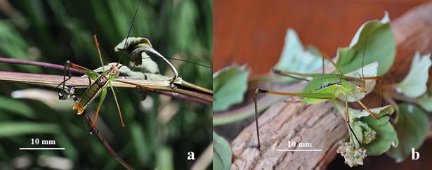 Ejemplares adultos de Obolopteryx eurycerca recolectados en Hidalgo, Tamaulipas, M�xico. a) macho, b) hembra.