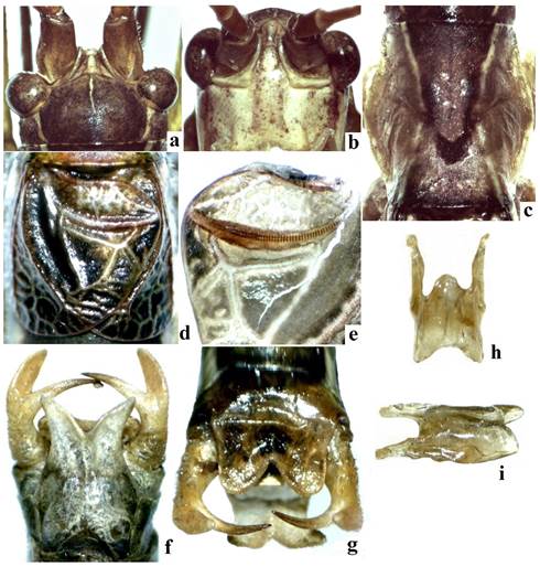 Caracteres morfol�gicos de diagn�stico de Obolopteryx eurycerca, macho. a) Fastigio del v�rtice, b) fastigio frontal, c) pronoto, vista dorsal, d) tegmina, e) peine estridulador, f) plato subgenital y cercos vista ventral, g) plato supranal y cercos vista dorsal, h) genitalia interna vista dorsal, i) genitalia interna vista lateral.