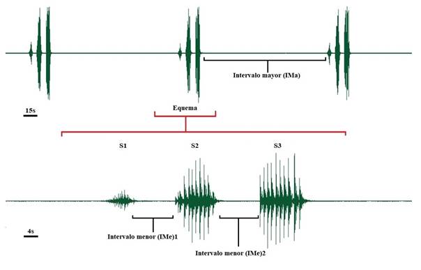 Oscilograma del canto de llamado de un macho de Obolopteryx eurycerca. S1 (s�laba 1), S2 (s�laba 2), S3 (s�laba 3).