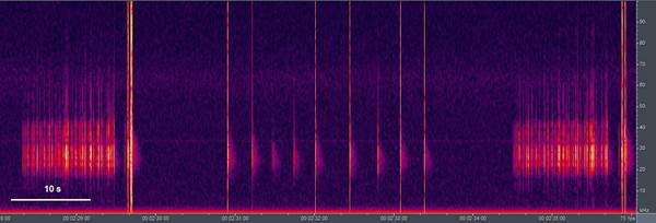 Espectro de frecuencia del canto de llamado de un macho de Obolopteryx castanea.