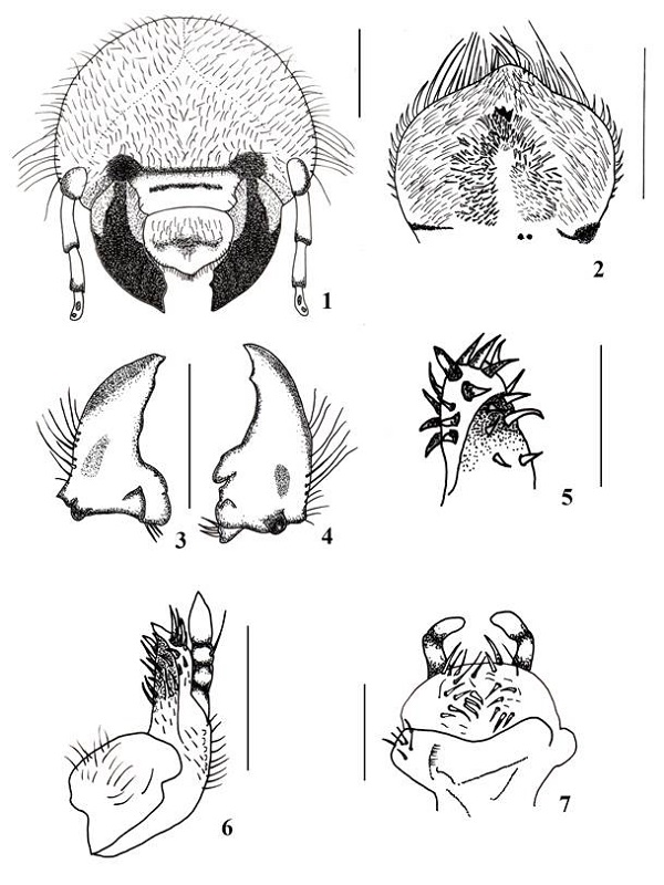 Paracrysina parapatrica (larva de tercer estadio). 1. Vista frontal de la cabeza. 2. Aspecto ventral de la epifaringe. Mand�bulas en vista ventral: 3. izquierda 4. derecha. 5. Maxila derecha, vista mesial del �pice. 6. Maxila vista dorsal de la maxila derecha. 7. hipofaringe. L�neas de escala = 1 mm.