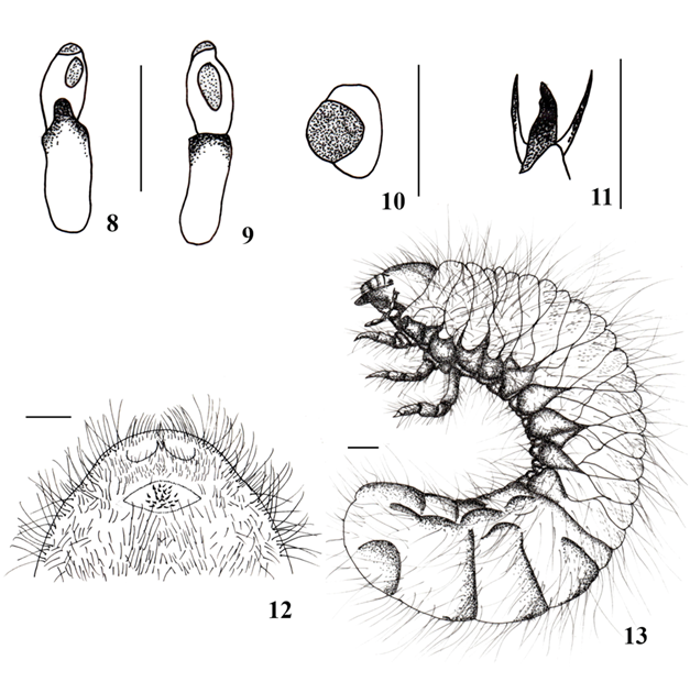 Paracrysina parapatrica (larva de tercer estadio). Antenas: 8. Vista dorsal. 9. Vista ventral. 10. Estigma respiratorio protor�cico. 11. U�a protarsal. 12. R�ster. 13. Larva. L�neas de escala = 1 mm, excepto en Fig. 10 = 0.5 mm.
