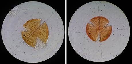 Pollen samples of Stenocereus huastecorum obtained from Glossophaginae bats and observed using an optic microscope Zeiss Primostar, 100X.
