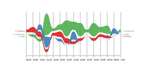 Activity patterns of floral visiting bats of Stenocereus huastecorum in both flowering periods