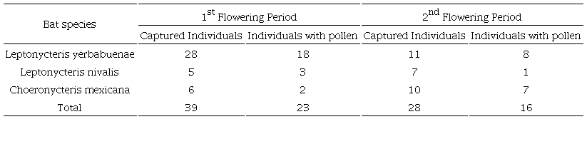 Bat species recorded as floral visitors of Stenocereus huastecorum during flowering periods in 2018.