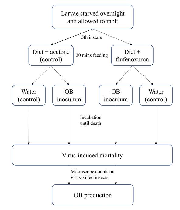 Schematic of the experimental design.