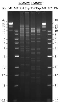 Restriction endonuclease analysis of Spodoptera exigua multiple nucleopolyhedrovirus (SeMNPV) and Spodoptera frugiperda multiple nucleopolyhedrovirus (SfMNPV) following treatment with EcoRI. In both cases, the restriction profile of experimentally amplified OBs (Exp) from the present study was validated against that of a reference isolate (Ref) of each virus. The fragment size markers were lambda-phage DNA-HindIII (M1) and NEB 1 Kb ladder (M2).