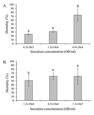 Mean ( SE) percentage of virus-induced mortality of fifth instars of A) S. exigua and B) S. frugiperda following inoculation with different concentrations of SeMNPV or SfMNPV OBs, respectively. Columns headed by identical letters in (A) did not differ significantly (ANOVA, Tukey P > 0.05).