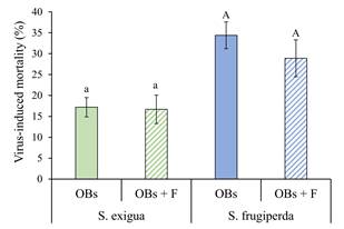 Mean ( SE) percentage of virus-induced mortality of S. exigua and S. frugiperda fifth instars inoculated with their respective homologous virus OBs alone (OBs, solid columns), or following treatment with flufenoxuron (OBs + F, hatched columns). Columns headed by identical letters (S. exigua/SeMNPV, lowercase; S. frugiperda/SfMNPV, uppercase) did not differ significantly (paired t-test, P > 0.05).