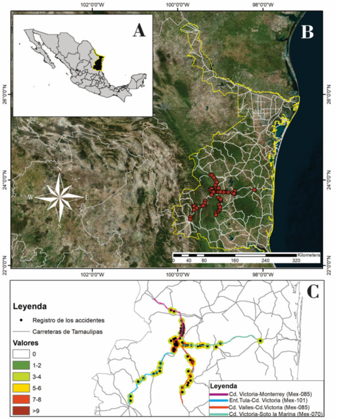 Se indica A) Ubicaci�n del estado de Tamaulipas en M�xico. B) N�mero de registros de las especies afectadas en las carreteras. C) An�lisis de la densidad de cad�veres de los mam�feros en las carreteras de estudio en Tamaulipas (2021-2022).