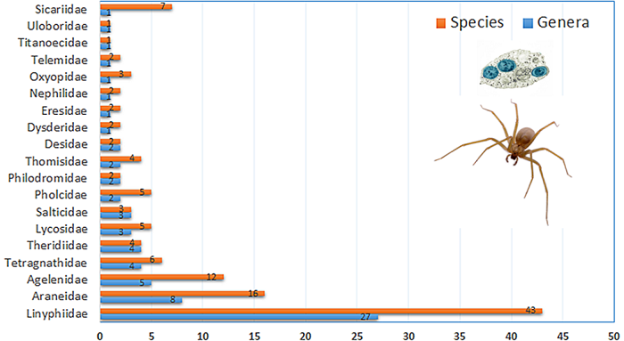 Total number of families, genera, and species of spiders with reports of Wolbachia infections. Updated from Yang et al. (2021: supplementary information) and based on the present work.