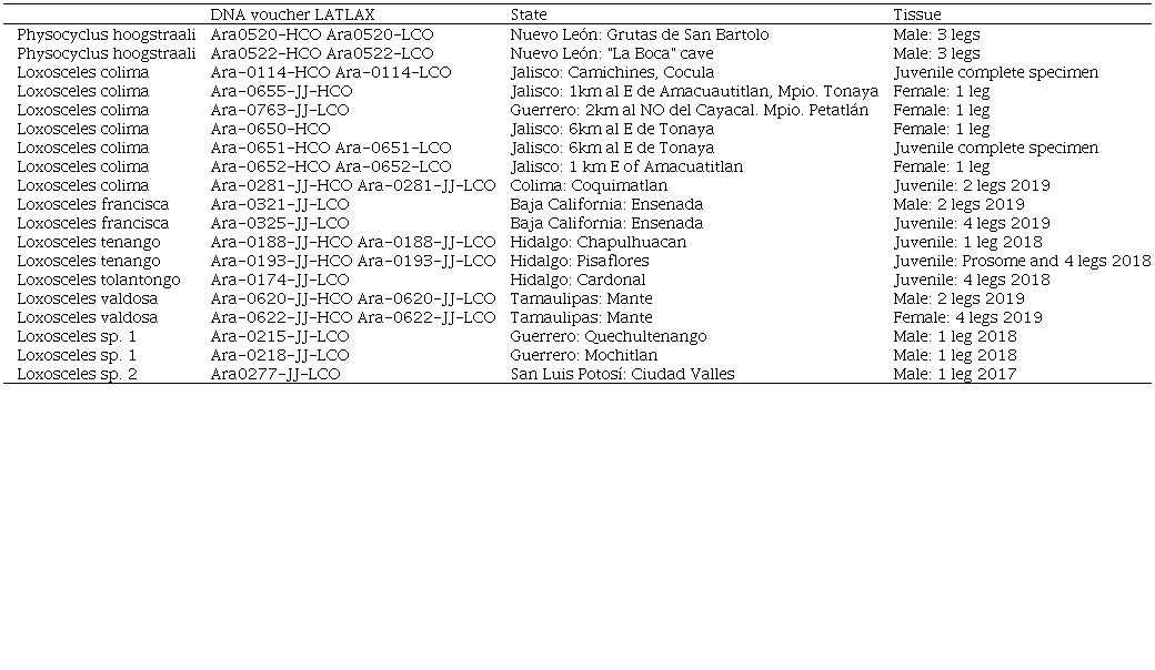 Spider species of Physocyclus (Pholcidae) and Loxosceles (Sicariidae), sequence vouchers, and localities in Mexico used for DNA extraction and PCR of the molecular marker CO1, indicating the tissue used for molecular studies. The samples include only those recorded with the bacteria Wolbachia. HCO= reverse, LCO= forward.