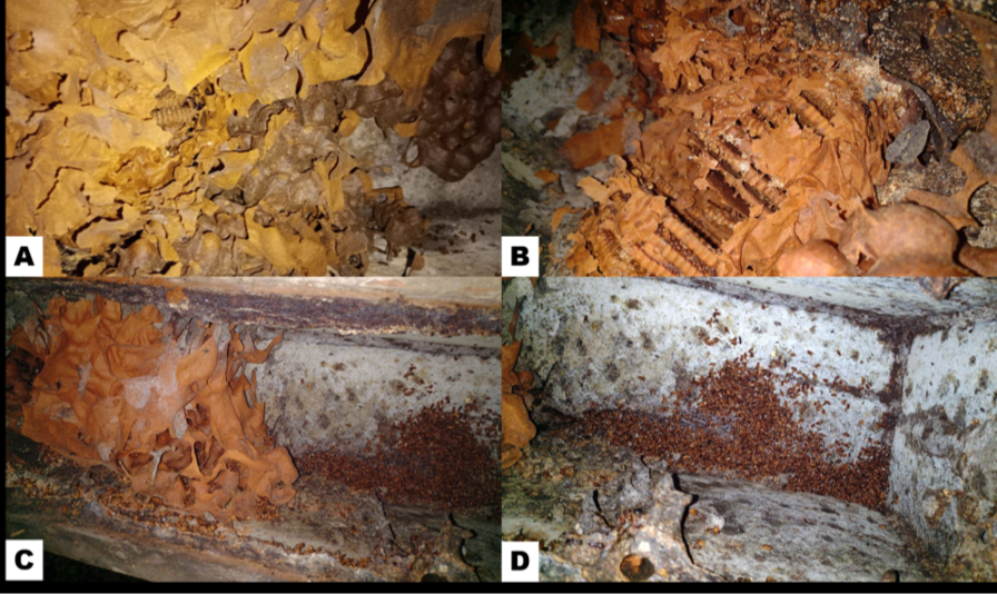 A-B Interior of S. mexicana hives, C-D, interior of S. pectoralis hives, D showing dead bees following an attack by L. niitkib. 