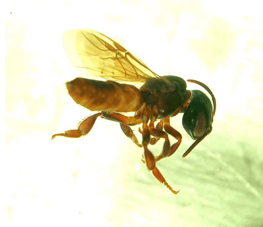Lestrimelitta niitkib, female in lateral view 