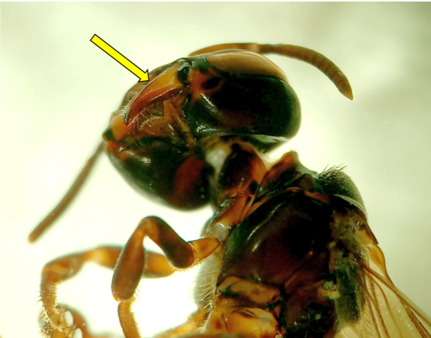 Mandibles dark brown with basal end black 