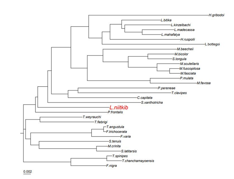 Phylogenetic tree showing evolutionary relationships between various bee species using the COI gene sequence. The L. niitkib sequence generated by us is highlighted in red. 
