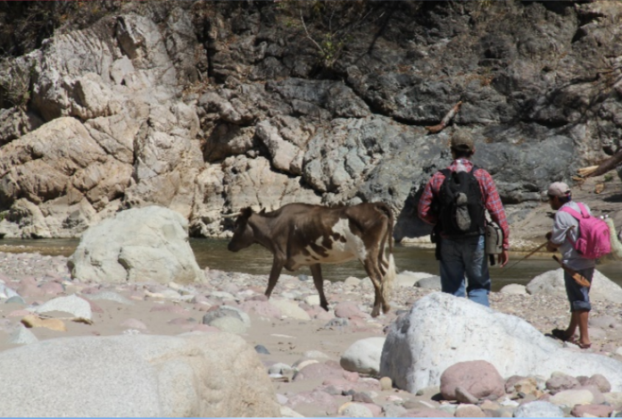 ganader�a observada era de libre pastoreo, en peque�as terrazas o algunos valles formados entre las monta�as. El ganado ten�a que bajar al lecho del r�o a beber agua o descansar del sol. Fotograf�a de G. Pozo-Montuy 15Q 211805.51 m E 1849280.70 m N