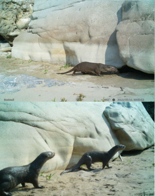 Registros fotogr�ficos de Lontra annectens a orillas del r�o Tehuantepec, Oaxaca durante 2013.