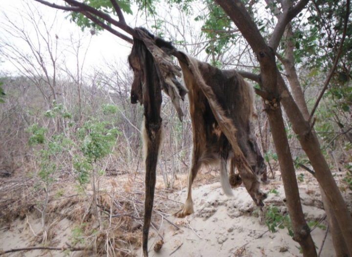 Pieles encontradas en un campamento de cazadores. La de la izquierda es de un oso hormiguero (Tamandua mexicana) y la de la izquierda de un venado cola blanca (Odocoileus virginianus). Se contabilizaron cerca de 10 campamentos que pertenec�an a trabajadores de las empresas constructoras y a otras personas que aprovecharon la ahora accesibilidad a los sitios para la cacer�a.