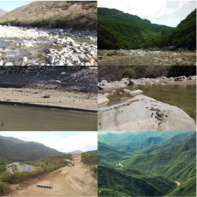 R�o Tehuantepec, Oaxaca, M�xico. Las dos im�genes superiores muestran el cambio en la vegetaci�n entre la temporada seca y la lluviosa en la zona (A y B), las im�genes del medio se�alan el contraste entre las secciones del r�o con la zona de playas arenosas (C) y la zona rocosa con pozas (D), y las im�genes inferiores se�alan la diferencia del paisaje entre las maniobras de la construcci�n (E) y previo al proceso de la construcci�n (F). Cr�ditos de fotograf�as A, B, C, D, y E: Gilberto Pozo-Montuy; Cr�ditos de fotograf�a F: Ricardo Torres Flores.