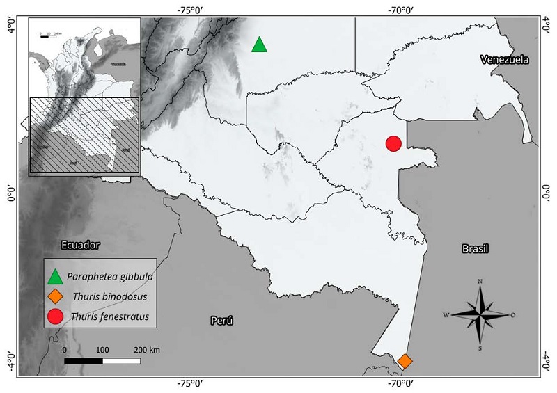 Localidades en Colombia donde fueron registrados Paraphetea gibbula (San Mart�n de los Llanos, Meta), Thuris binodosus (Leticia, Amazonas) y Thuris fenestratus (Mit�, Vaup�s). 