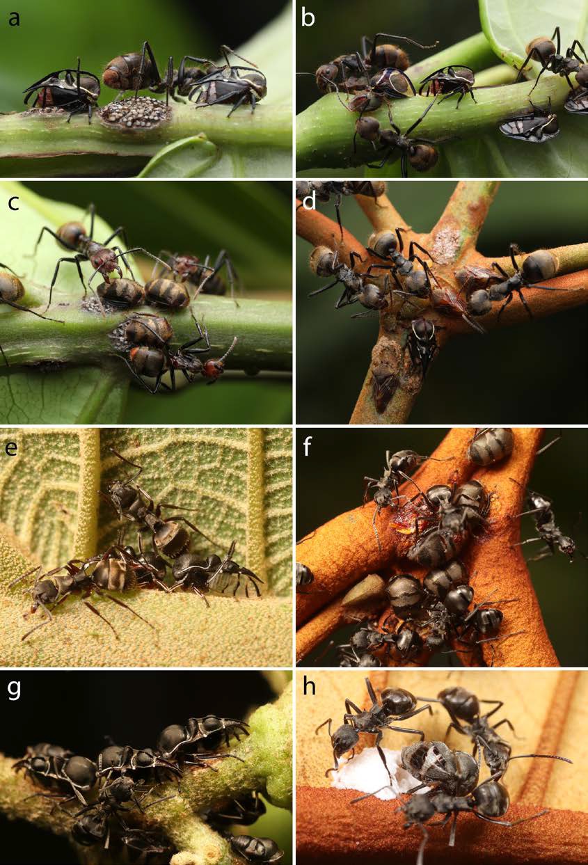 Ejemplares de Thuris fenestratus (a-d) y Thuris binodosus (e-h) en su h�bitat natural. a) hembras, masa de huevos y la hormiga Dolichoderus bidens sobre planta de Piper sp., b) hembras en agrupaciones con los hem�pteros Tropidolomia auriculata, c) Anobilia aff. guianae, d) y Tropidaspis sp. y Aphetea sp. (sobre Vismia sp.), e y g) hembras con hormigas Dolichoderus septemspinosus sobre planta de Melastomataceae, f) hembras en agrupaciones con los membr�cidos A. aff. guianae y Aphetea sp., h) hembra de Paragara cf. nigra (sobre Vismia sp.).