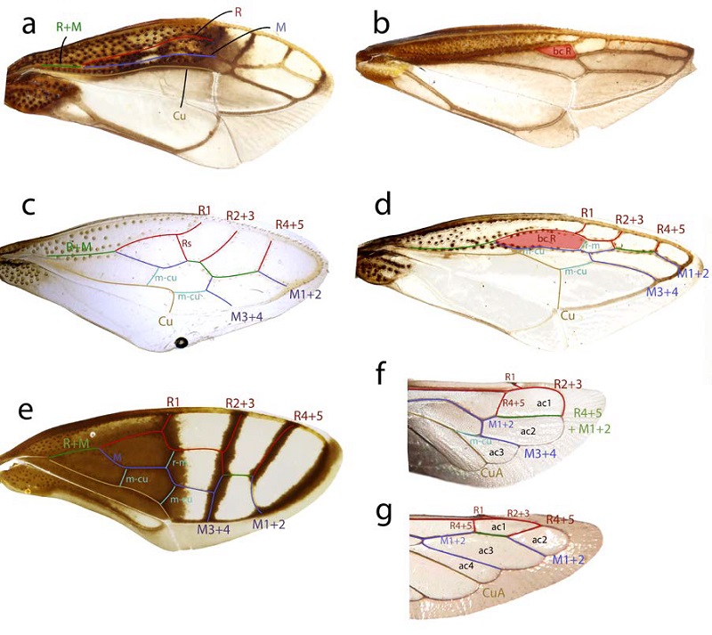 Alas anteriores (a-e) y posteriores (f-g). a) Aphetea cf. inconspicua, b) Dioclophara viridula, c) Paraphetea gibbula, d) Phormophora maura, e) Thuris fenestratus, f) Aphetea cf. inconspicua, g) Gelastogonia sp.