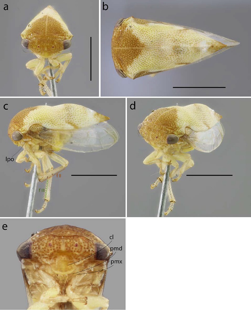 Hembra de Paraphetea gibbula en diferentes vistas. a) frontal, b) dorsal, c) lateral, d) frontolateral, e) vista ventral de la cabeza. cl: cl�peo, f II: fila de setas cuculadas II (anterodorsal), f III: fila de setas cuculadas III (ventral), lpo: l�bulo postocular, pmd: placas mandibulares, pmx: placas maxilares. Escala: 1 mm.