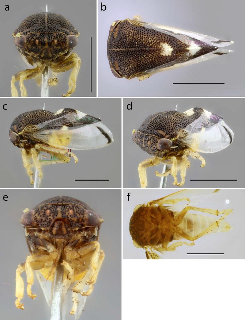 Macho de Paraphetea gibbula en diferentes vistas. a) frontal, b) dorsal, c) lateral, d) frontolateral, f) ventral (esp�cimen aclarado). f I: fila de setas cuculadas I (posterodorsal), f II: fila de setas cuculadas II (anterodorsal), f III: fila de setas cuculadas III (ventral). Escala: 1 mm.