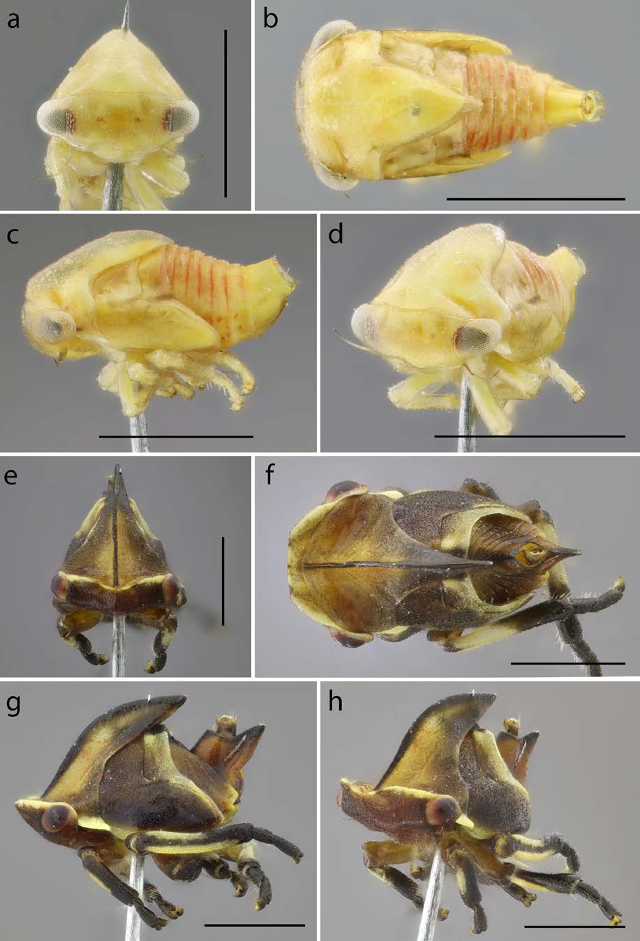 Ninfas en diferentes vistas, a-d: Paraphetea gibbula; e-h: Thuris fenestratus. a y e) frontal, b y f) dorsal, c y g) lateral, d y h) anterolateral. Escala: 1 mm. Las ninfas de Paraphetea (Figs. 6a-d) y el resto del grupo Phormophora son relativamente ovaladas en vista lateral, no son aplanadas ni dorsoventral ni lateralmente y no tienen scoli ni chalazas. A diferencia de las ninfas de Thuris (Figs. 6e-h), las ninfas del grupo Phormophora no tienen una extensi�n ventral en el segmento IX del abdomen y la extensi�n del abdomen es igual o mayor que la del t�rax. Otra caracter�stica interesante es el dimorfismo sexual marcado en P. gibbula, con las hembras mucho m�s claras que los machos, y el margen dorsal en vista lateral en las hembras es menos sinuoso que en los machos. La hembra de P. fascipennis a�n no se conoce. Otras especies del grupo Phormophora tambi�n presentan dimorfismo sexual como Phormophora maura (Fabricius, 1803), donde las hembras son casi negras y con una mancha verde, mientras que los machos son m�s claros y de coloraci�n marr�n.