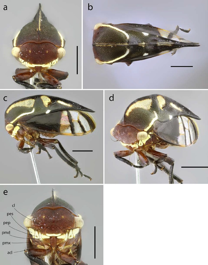 Hembra de Thuris fenestratus en distintas vistas. a) frontal, b) dorsal, c) lateral, d) frontolateral, e) vista ventral de la cabeza. acl: antecl�peo, cl: cl�peo, pes: proestern�n, pep: proepimer�n, pmd: placas mandibulares, mx: placas maxilares. Escala: 1 mm.