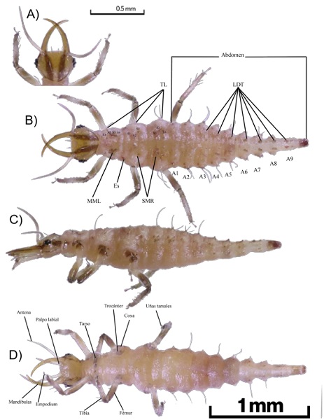 (Semaforonte A). Larva de primer estadio de Chrysoperla exotera. A) Cabeza vista dorsal. B) Cuerpo dorsal, Tub�rculos laterales (TL). C) Cuerpo lateral. D) Cuerpo ventral. S1-S4: Sedas en los segmentos del t�rax, A1-9: Segmentos del abdomen, TL: Tub�rculos laterales, LDT: Tub�rculos latero-dorsales, MML: Manchas meso-laterales, Es: Espir�culo, SMR: Sedas de la regi�n mesal del meso y metat�rax.