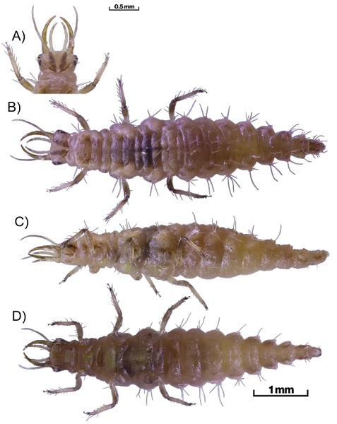 (Semaforonte B). Larva de segundo estadio de Chrysoperla exotera. A) Cabeza vista dorsal. B) Cuerpo dorsal. C) Cuerpo lateral. D) Cuerpo ventral.