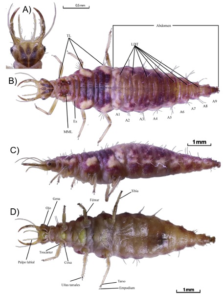 (Semaforonte C). Larva de tercer estadio de Chrysoperla exotera. A) Cabeza vista dorsal. B) Cuerpo dorsal. C) Cuerpo lateral. D) Cuerpo ventral. S1-S15: Sedas en los segmentos del t�rax, A1-9: Segmentos del abdomen, TL: Tub�rculos laterales, LDT: Tub�rculos latero-dorsales, MML: Manchas meso-laterales, Es: Espir�culo.