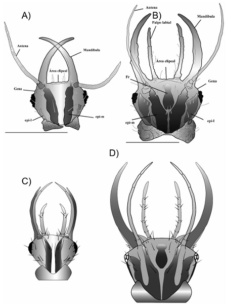 Esquemas de las cabezas vista dorsal de Chrysoperla exotera y Chrysoperla comanche. A) Cabeza de la larva L1 de C. exotera. B) Cabeza vista dorsal de la larva L3 C. exotera. C) Cabeza de la larva L1 de C. comanche. D) Cabeza de la larva L3 de C. comanche. L�nea de escala 0.5 mm. Epi-l: Marca epicraneal, brazo lateral, Epi-m: Marca epicraneal, brazo mesal. 