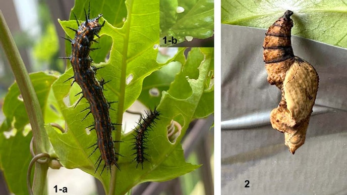 Huevos de A. vanillae, 1-b Larva de A. vallinae. 2 pupa de A. vanillae, no parasitada.