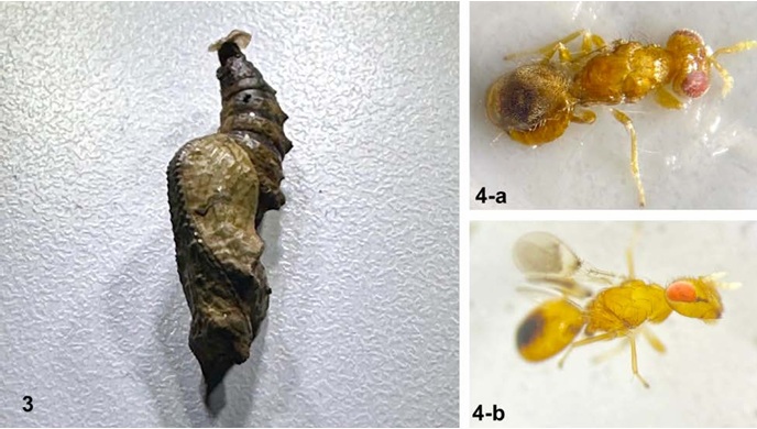 Pupa de A. vanillae, parasitada. 4-a Vista dorsal de Trichospilus diatraeae. 4-b Vista lateral de Trichospilus diatraeae.