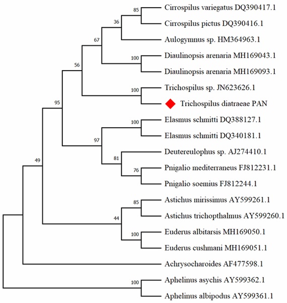 �rbol filogen�tico resultado del an�lisis de secuencias del gen 28S rDNA y la secuencia de Trichospilus diatraeae PAN marcada en rojo.