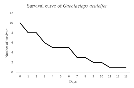 Survival curve of Gaeolaelaps aculeifer fed with Steneotarsonemus spinki in sandwich arenas.