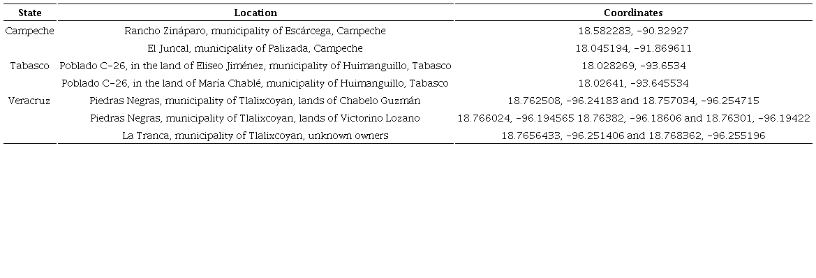 Collection locations in rice crops to obtain Steneotarsonemus spinki and its natural enemies.