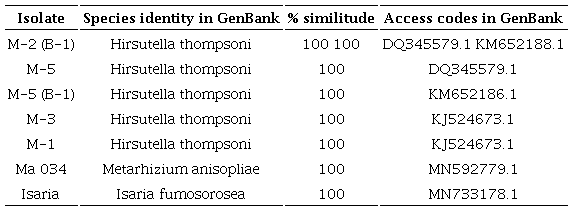Percentage of similarity of ITS gene segments amplified with the ITS1 and ITS4 primers, with segments deposited in GenBank. Only the highest similarity values are noted for each segment.
