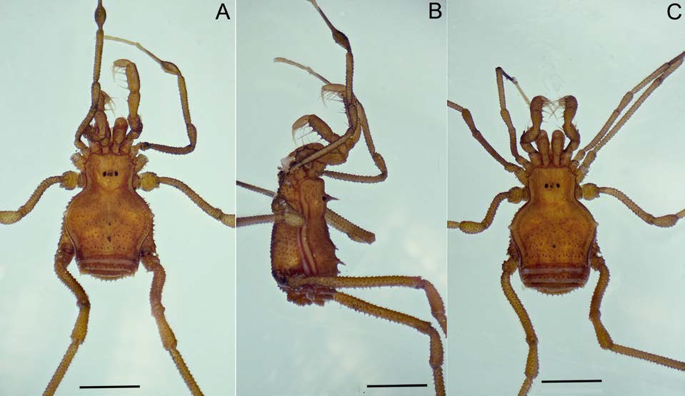 Habitus of Potosa pisafloressp. nov. (A) and (B) dorsal and lateral, holotype; (C) dorsal female paratype. Scale bar: 1.5 mm for all figures. 