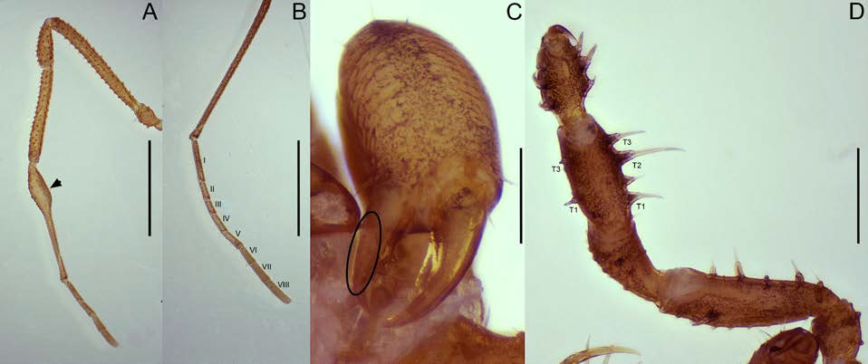 Legs, chelicera and pedipalp of male paratype of Potosa pisafloressp. nov. (A) retrolateral view of leg I, (B) retrolateral view of metatarsus and tarsus II, (C) frontoventral view of chelicera, (D) ventromesal view of pedipalp. Arrow on (A) indicates the ventral glandular opening. Roman numerals in (B) indicates the number of each tarsomere. Ellipse in (C) indicates the cheliceral comb. T1-T3 on (D) indicate the major setiferous tubercles on tibia. Scale bars: (A) = 2.0 mm, (B) = 1.5 mm, (C) = 0.5 mm, (D) = 1.0 mm.
